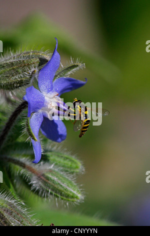 Comune (borragine borragine officinalis), fiore con hoverfly, GERMANIA Baden-Wuerttemberg Foto Stock