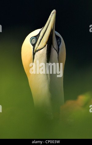 Northern gannet (Sula bassana, Morus bassanus), frontale verticale, Germania, Schleswig-Holstein, Helgoland Foto Stock