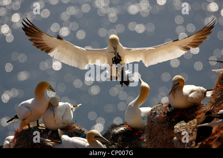 Northern gannet (Sula bassana, Morus bassanus), colonia di allevamento in un ripido faccia uno sbarco degli animali con materiale di nidificazione in bolletta, Germania, Schleswig-Holstein, Isola di Helgoland Foto Stock