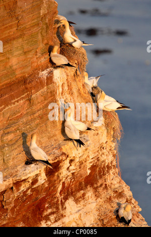 Northern gannet (Sula bassana, Morus bassanus), colonia di allevamento in un ripido faccia, Germania, Schleswig-Holstein, Helgoland Foto Stock