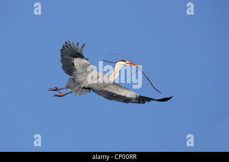 Airone cinerino (Ardea cinerea), volare con materiale di nidificazione nel suo becco, Germania Foto Stock