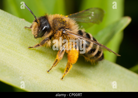 Una femmina giallo-zampe ape di data mining - Andrena flavipes - con il polline Foto Stock