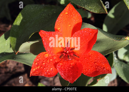 Giardino in comune tulip (Tulipa spec.), tulip con gocce d'acqua Foto Stock