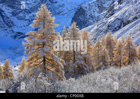 Larice comune, EUROPEE Larice (Larix decidua, Larix europaea), insorgenza di inverno in valle Arollatal, Svizzera Vallese Foto Stock