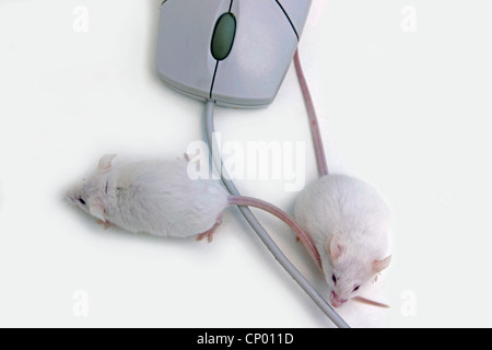 Casa mouse mouse fantasia (Mus musculus), due animali al mouse di un computer Foto Stock