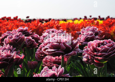 Giardino in comune tulip (Tulipa gesneriana), riempita di fiori lilla, Paesi Bassi Foto Stock