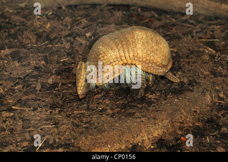 Sud della tre-nastrare armadillo (Tolypeutes matacus), vista laterale Foto Stock