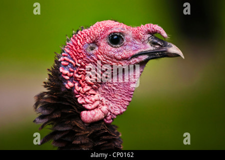 La Turchia comune (Meleagris gallopavo), ritratto di gallina Foto Stock