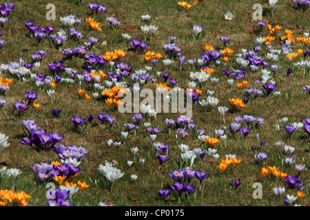 Prato con diversi crocusses Foto Stock