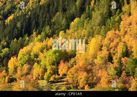 Bosco misto in autunno a Eringer Tal valley, Svizzera Vallese Foto Stock