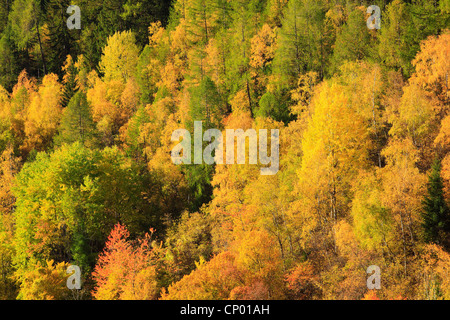 Bosco misto in autunno a Eringer Tal valley, Svizzera Vallese Foto Stock