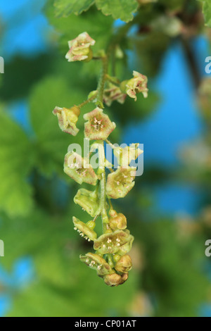 A nord di ribes rosso (ribes rubrum), infiorescenza Foto Stock