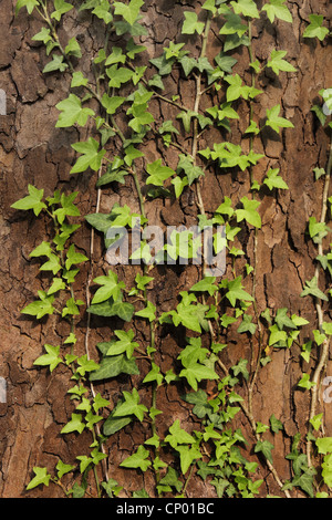English ivy, comune edera (Hedera helix), arrampicata su un tronco di albero, Germania Foto Stock