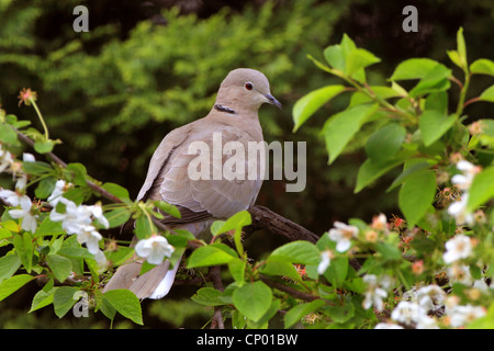 Colomba a collare (Streptopelia decaocto), seduta in ciliegio, Germania Foto Stock