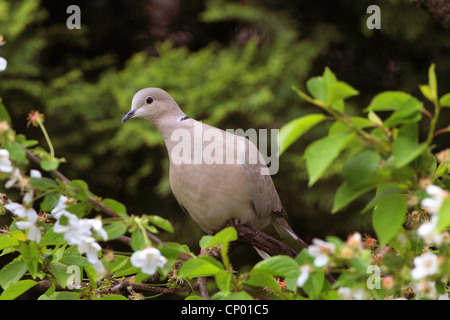 Colomba a collare (Streptopelia decaocto), seduta in ciliegio, Germania Foto Stock