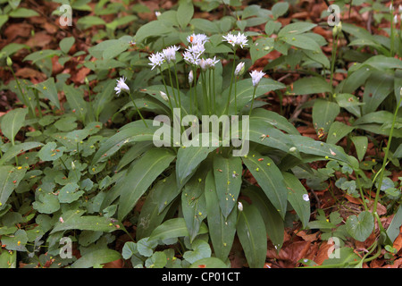 Ramsons (Allium ursinum), fioritura sul suolo della foresta, Germania Foto Stock