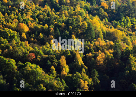 Bosco misto in autunno a Eringer Tal valley, Svizzera Vallese Foto Stock