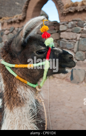 Llama (Lama glama), laterale verticale con tradizionali decorazioni di testa, Perù, Atuncolla Foto Stock
