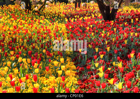 Giardino in comune tulip (Tulipa spec.), aiuola con rosso e tulipani gialli, Bellis e pansy Foto Stock