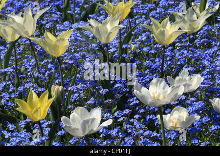 Dimenticare di legno-me-non dimenticare di bosco-me-non (Myosotis sylvatica), bianco e tulipani gialli con "non ti scordar di me" Foto Stock