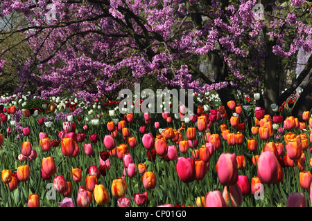 Albero di Giuda (Cercis siliquastrum), fioritura albero di Giuda con i tulipani, Germania Foto Stock