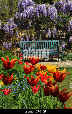 Cinese (Glicine Wisteria sinensis), garten banco con il glicine e tulipani, Germania Foto Stock