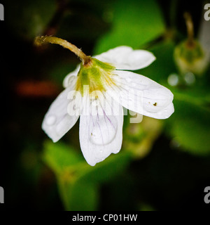 Wood Sorrel lungo il percorso a Lymm dam riserva naturale, Cheshire, Inghilterra Foto Stock