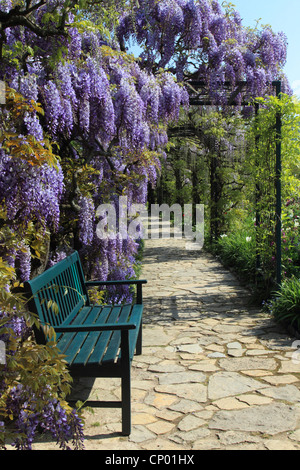 Cinese (Glicine Wisteria sinensis), garten banco con il glicine, Germania Foto Stock