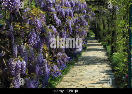 Cinese (Glicine Wisteria sinensis), garten banco con il glicine, Germania Foto Stock