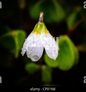 Wood Sorrel lungo il percorso a Lymm dam riserva naturale, Cheshire, Inghilterra Foto Stock