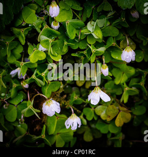 Wood Sorrel lungo il percorso a Lymm dam riserva naturale, Cheshire, Inghilterra Foto Stock