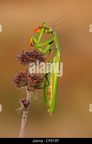 Unione depredavano mantis (mantide religiosa), seduti a un impianto, Germania Foto Stock