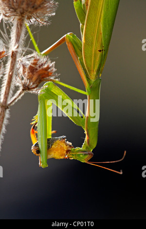 Unione depredavano mantis (mantide religiosa), seduti a un impianto di alimentazione sulle prede, Germania Foto Stock
