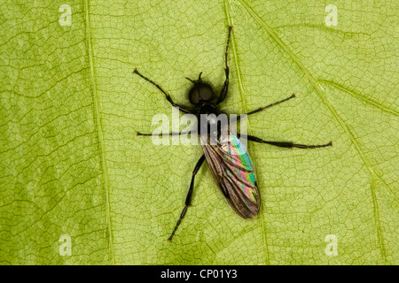 San Marco (fly Bibio marci), maschile seduto su una foglia, Germania Foto Stock