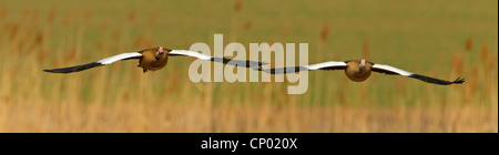 Oca egiziana (Alopochen aegyptiacus), flying coppia, in Germania, in Renania Palatinato Foto Stock