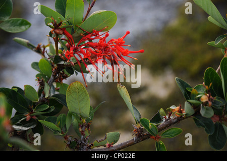 Fiamma cileno Bush, cileno Fire Thorn, fiore di fiamma, Embothrium coccineum, Tierra del Fuego, Cile Foto Stock