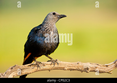 Rosso-winged Starling ( Onychognathus morio ) a Pilanesberg Park, Sud Africa Foto Stock