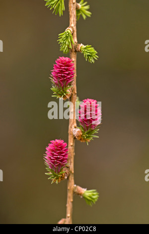 Larice comune, EUROPEE Larice (Larix decidua, Larix europaea), fioritura coni, Germania Foto Stock