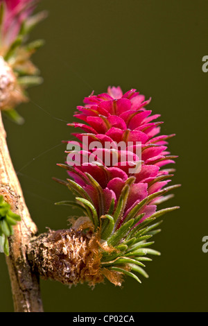 Larice comune, EUROPEE Larice (Larix decidua, Larix europaea), cono di fioritura, Germania Foto Stock