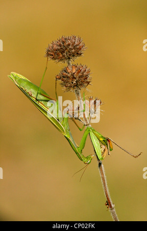 Unione depredavano mantis (mantide religiosa), seduti a un germoglio alimentazione sulle prede, GERMANIA Baden-Wuerttemberg Foto Stock