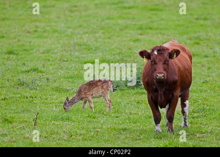 Daini (Dama Dama, Cervus dama), daini di vitello con bovini domestici su un pascolo, Germania, Schleswig-Holstein Foto Stock