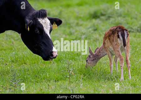 Daini (Dama Dama, Cervus dama), daini pascolo di vitello in un pascolo insieme con bovini domestici, Germania, Schleswig-Holstein Foto Stock