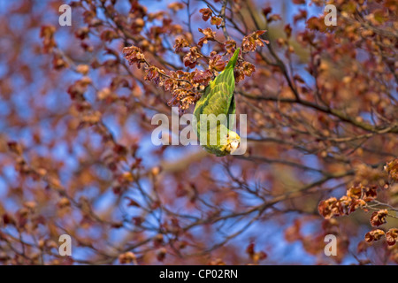 Giallo testa di Amazon (Amazona oratrix), appeso in un faggio, Germania Foto Stock