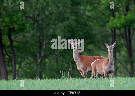 Il cervo (Cervus elaphus), Hart e Hind, Germania, Schleswig-Holstein Foto Stock