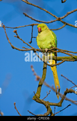 Rose-inanellati parrocchetto (Psittacula krameri), femmina seduto su un ramo, Germania Foto Stock