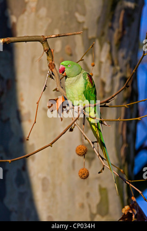 Parrocchetto alessandrino (Psittacula eupatria), femmina seduto su un ramo di un albero piano, Germania Foto Stock