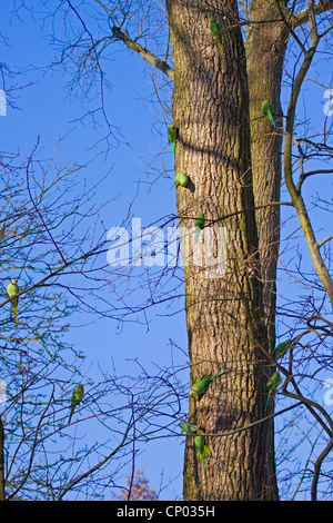 Rose-inanellati parrocchetto (Psittacula krameri), diverse persone su un albero in inverno, Germania, Hesse Foto Stock