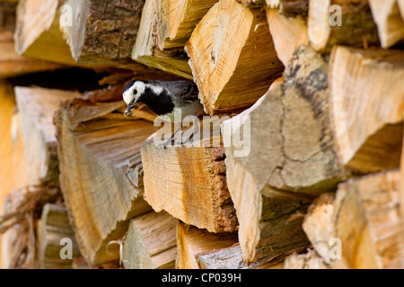 Pied wagtail (Motacilla alba), in seduta woodpile con la preda nel becco, Germania Foto Stock