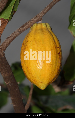 Chocolate, Cocoa Tree (Theobroma cacao), cacao frutta di un albero Foto Stock