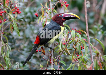 Aracari verde (Pteroglossus viridis), seduto su un ramo con bacche rosse, Guayana Foto Stock